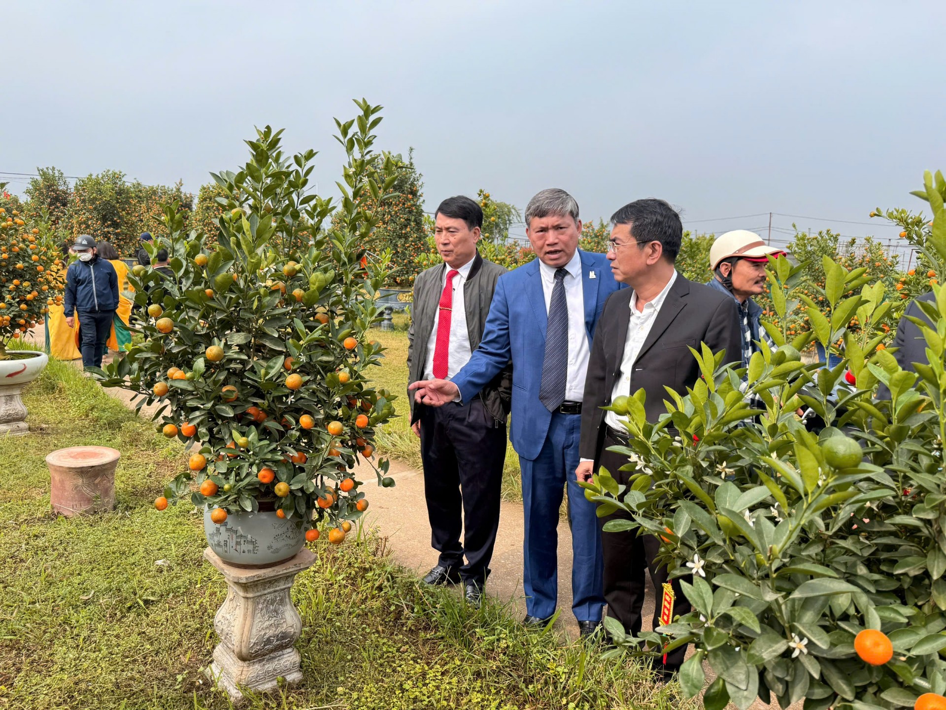 Tinh hoa nghệ thuật quất cảnh Tứ Liên – Gìn giữ truyền thống, lan tỏa giá trị làng nghề Thủ đô